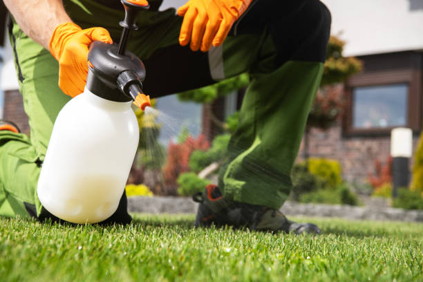 Best Termite Control Services  in Vidor, TX
