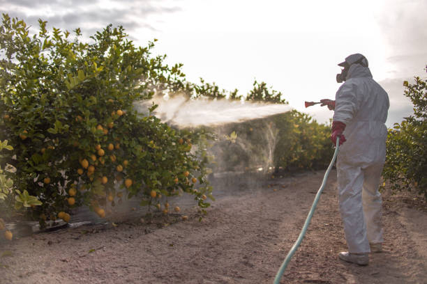 Best Affordable Pest Control Services  in Vidor, TX