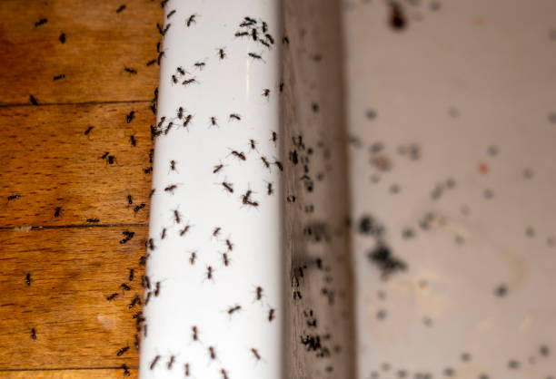 Best Exterminator Services  in Vidor, TX