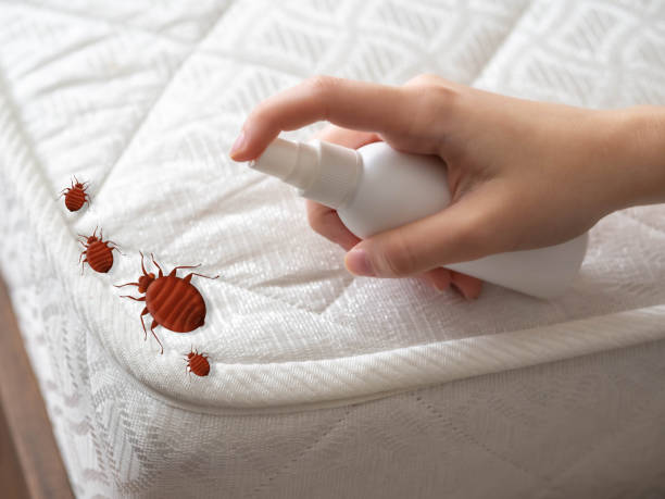 Best Local Pest Control Services  in Vidor, TX