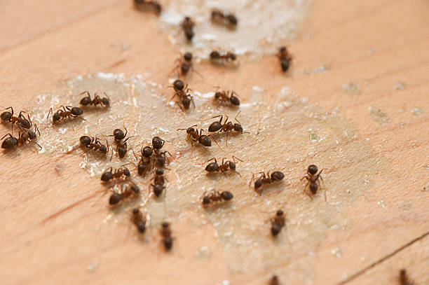Wasp Removal Services in Vidor, TX